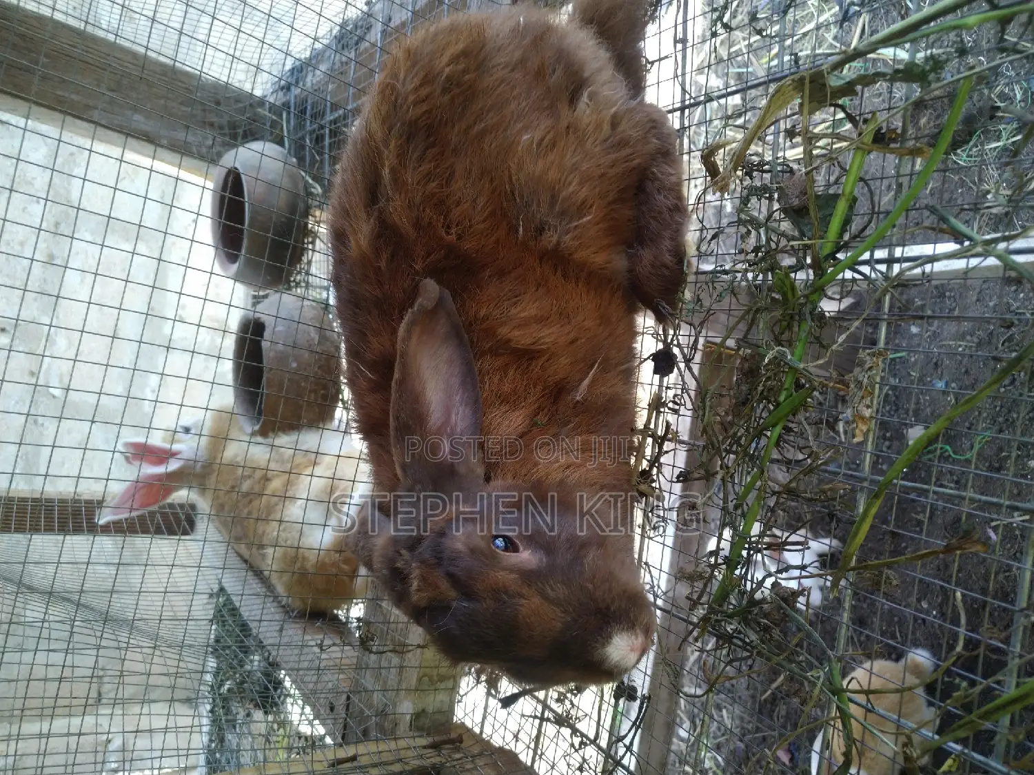 Fosuaa Farms Rabbit for Sale at Affordable Price