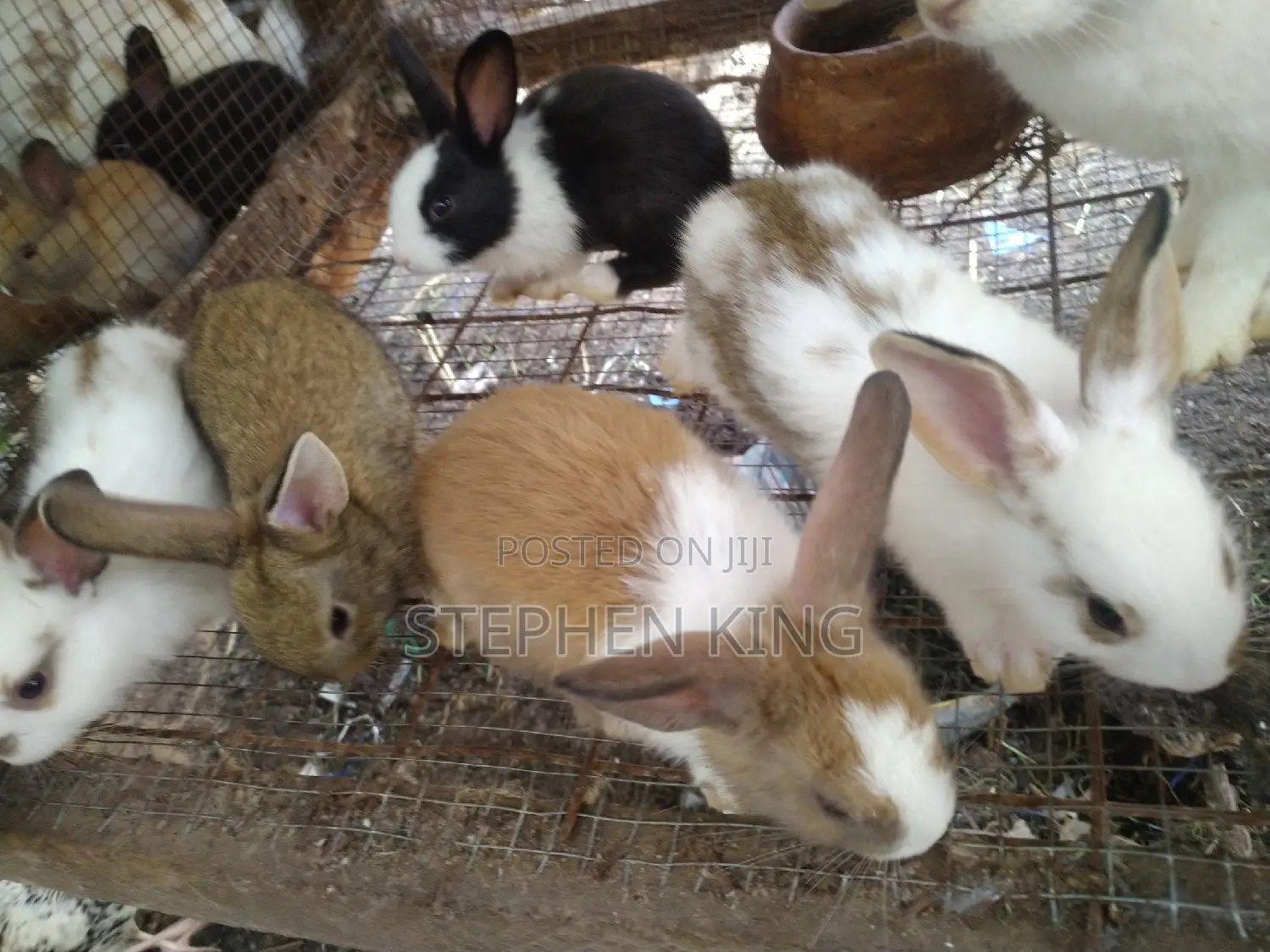 Fosuaa Farms Rabbit for Sale at Affordable Price