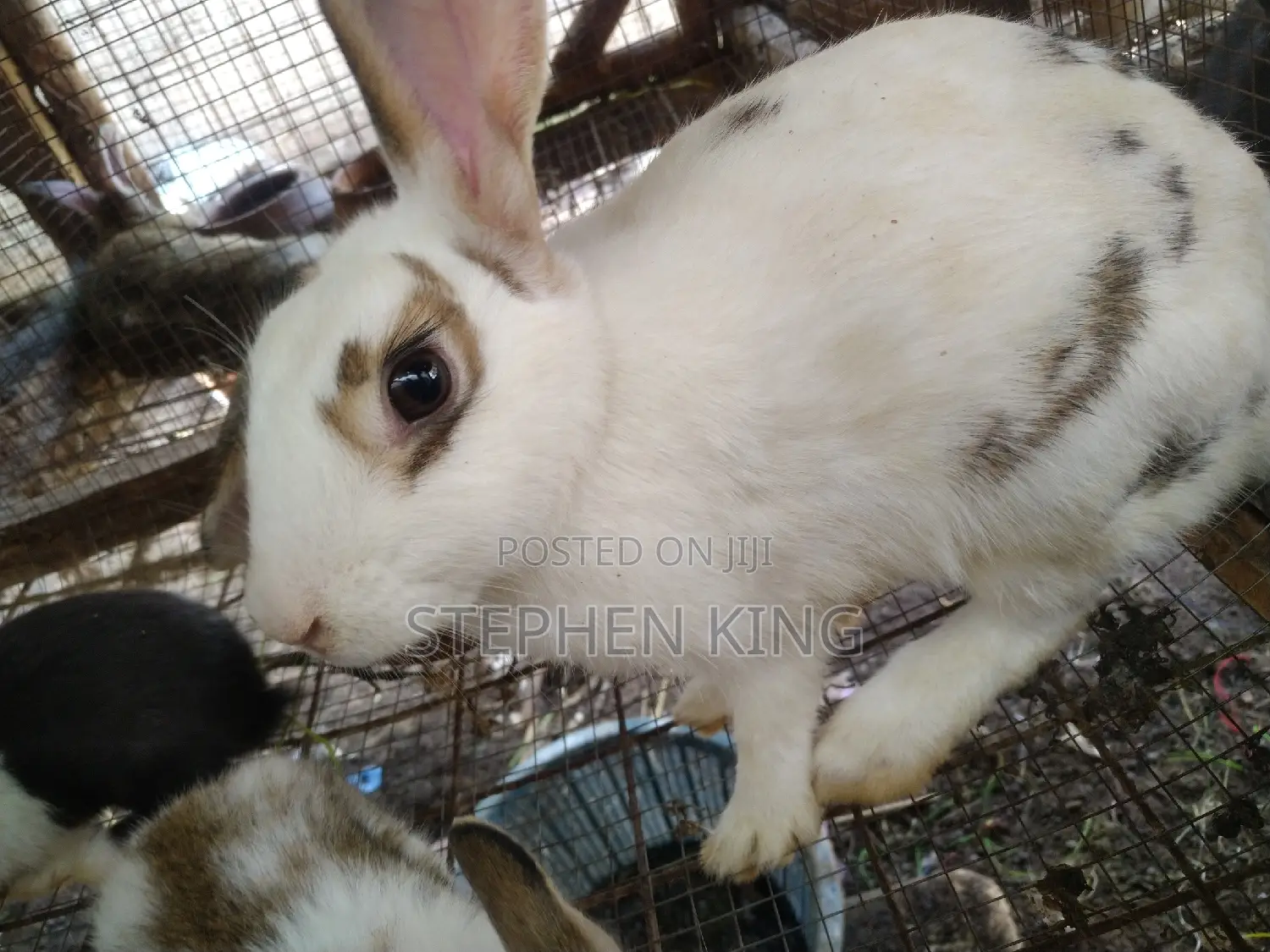 Fosuaa Farms Rabbit for Sale at Affordable Price