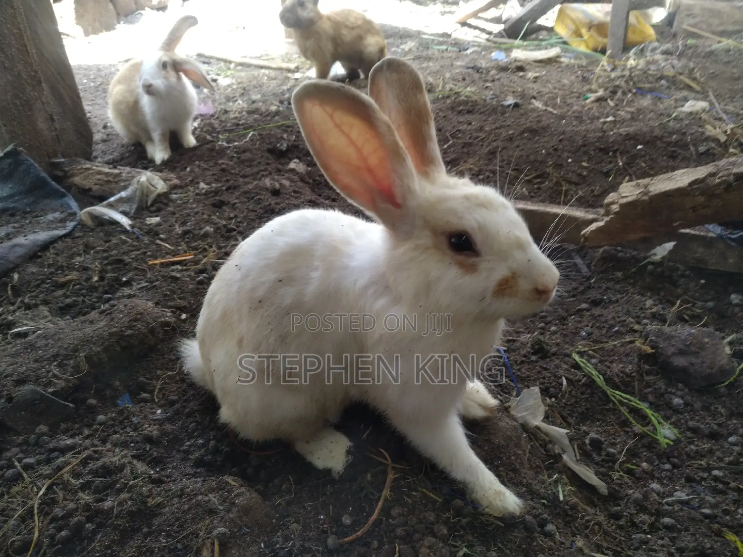 Fosuaa Farms Rabbit for Sale at Affordable Price