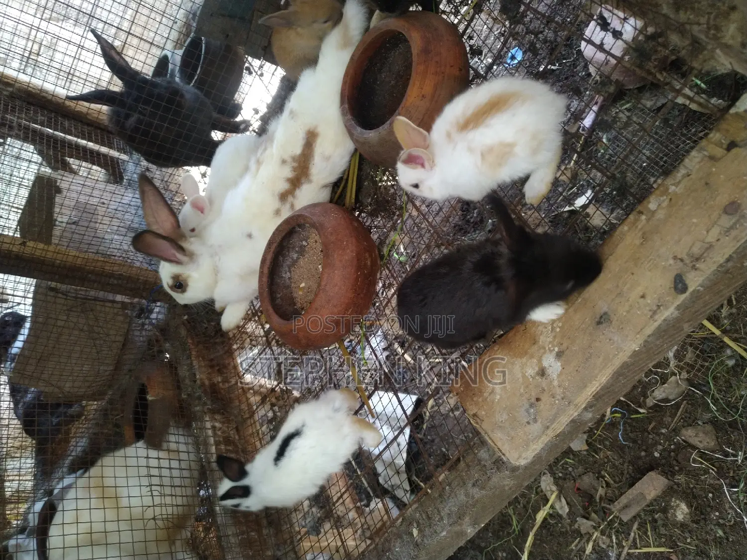 Fosuaa Farms Rabbit for Sale at Affordable Price