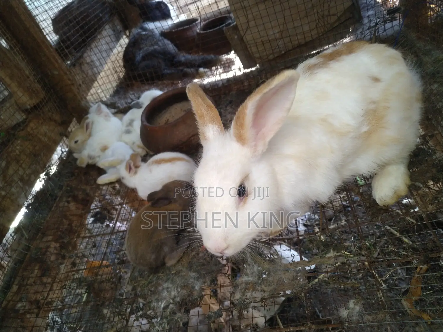 Fosuaa Farms Rabbit for Sale at Affordable Price