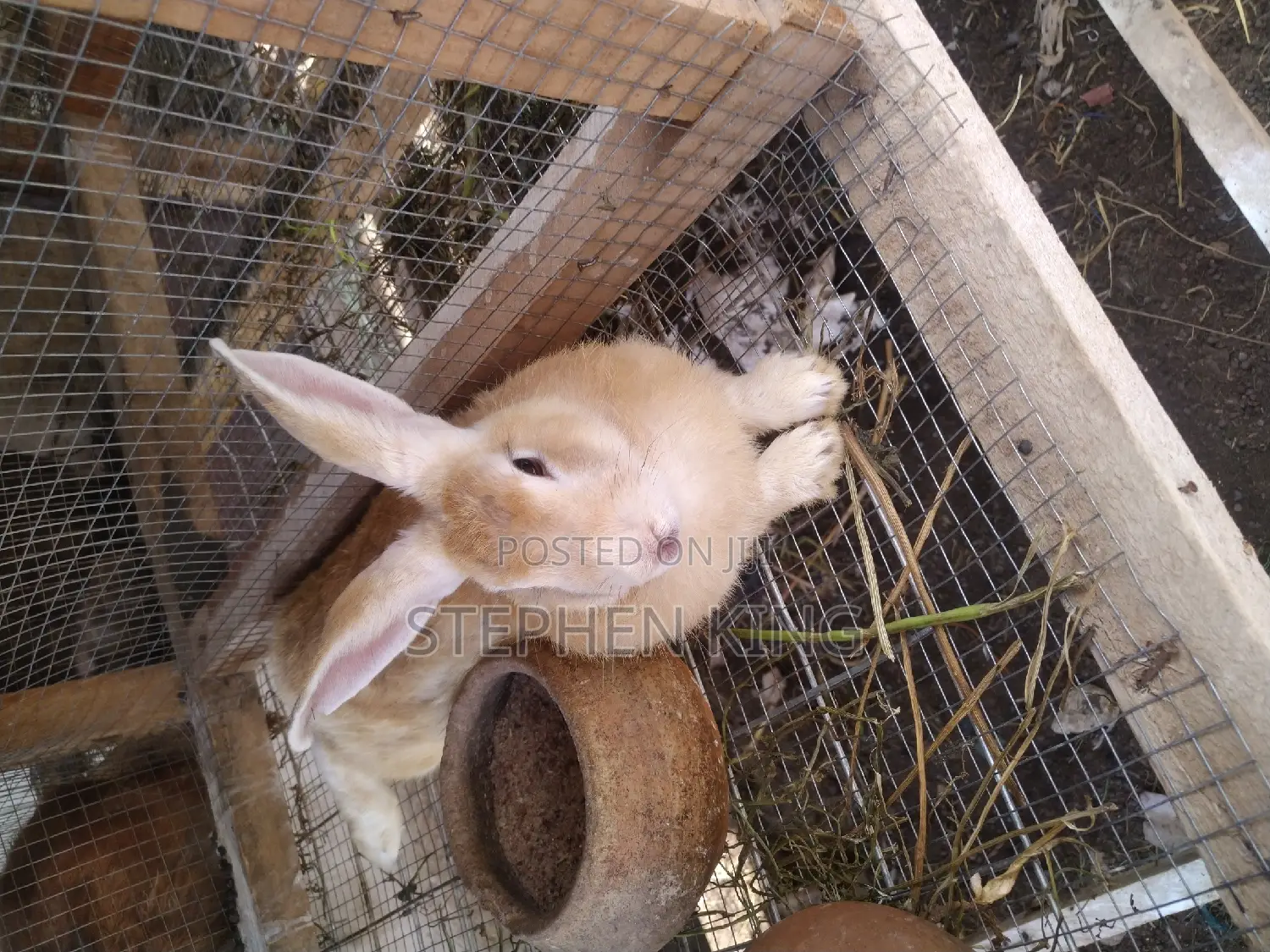 Fosuaa Farms Rabbit for Sale at Affordable Price