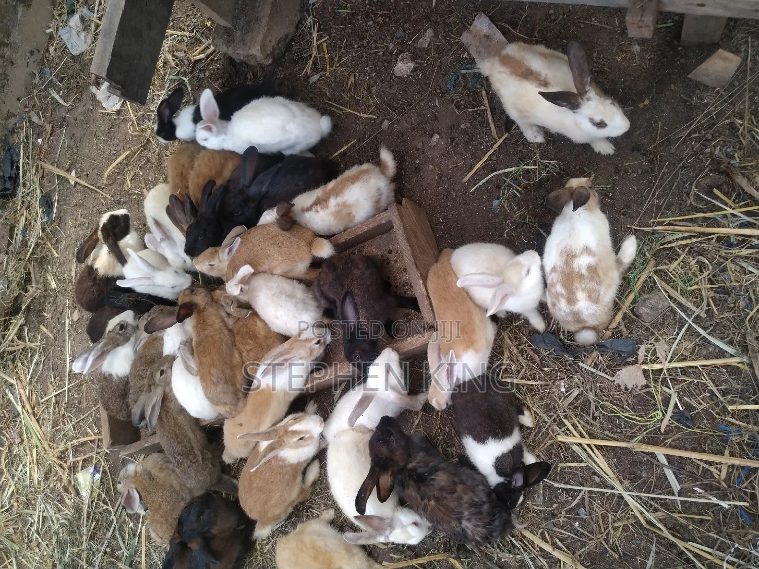 Fosuaa Farms Rabbit for Sale at Affordable Price