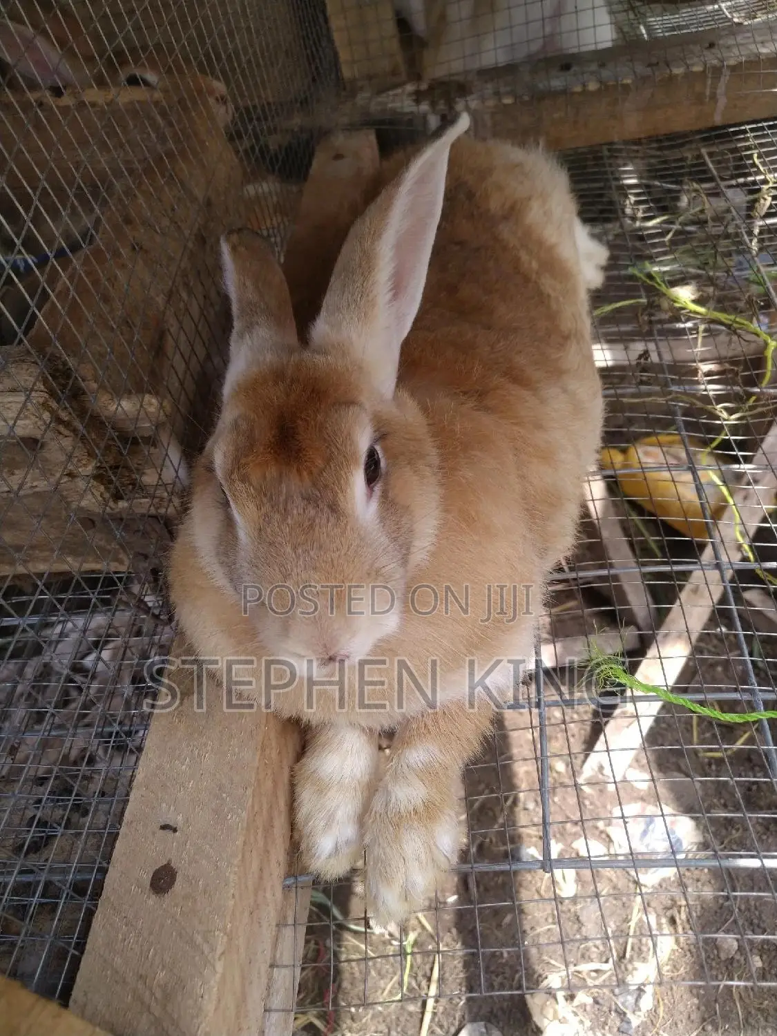 Fosuaa Farms Rabbit for Sale at Affordable Price