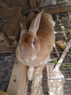 Fosuaa Farms Rabbit for Sale at Affordable Price