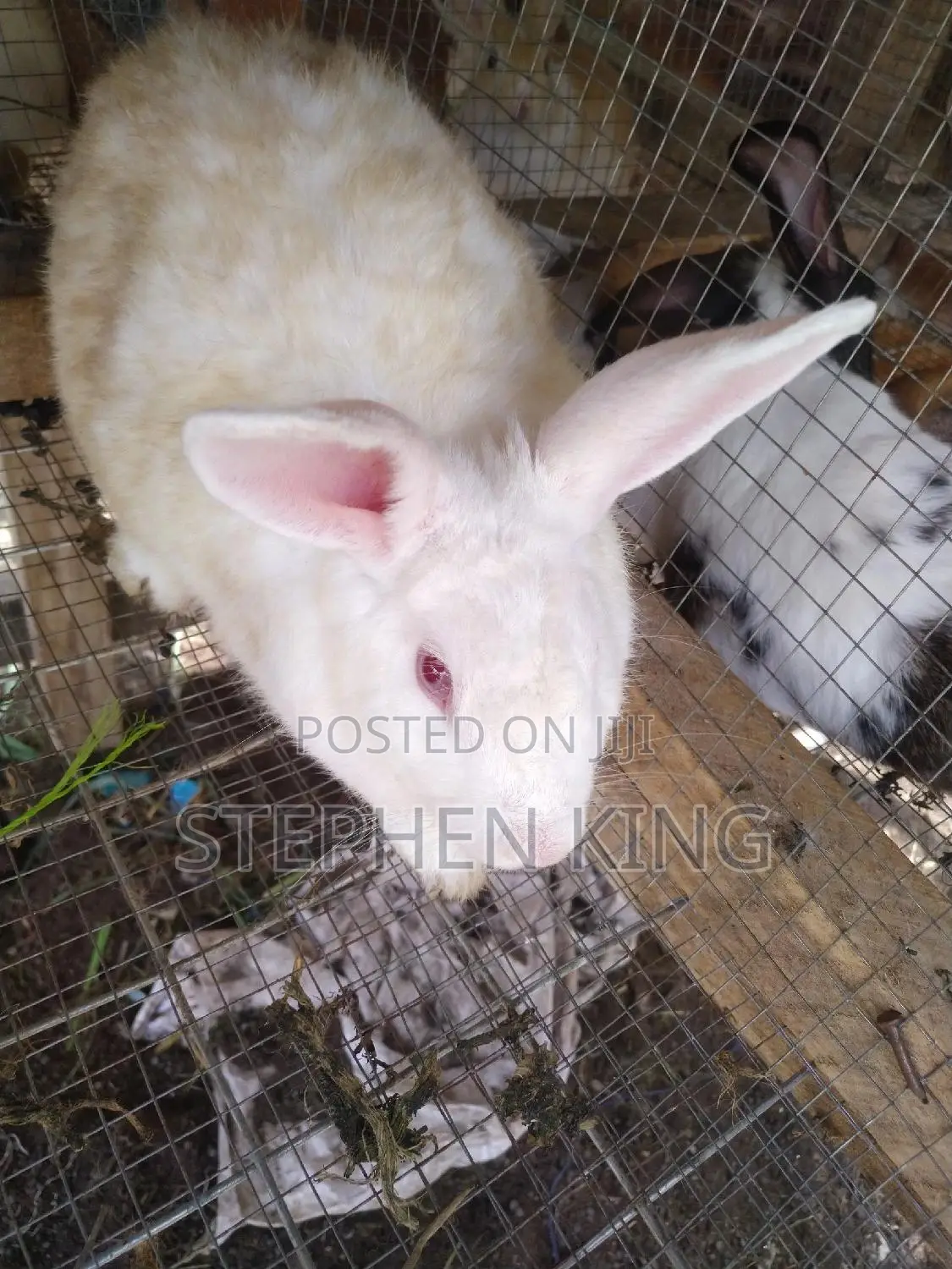Fosuaa Farms Rabbit for Sale at Affordable Price