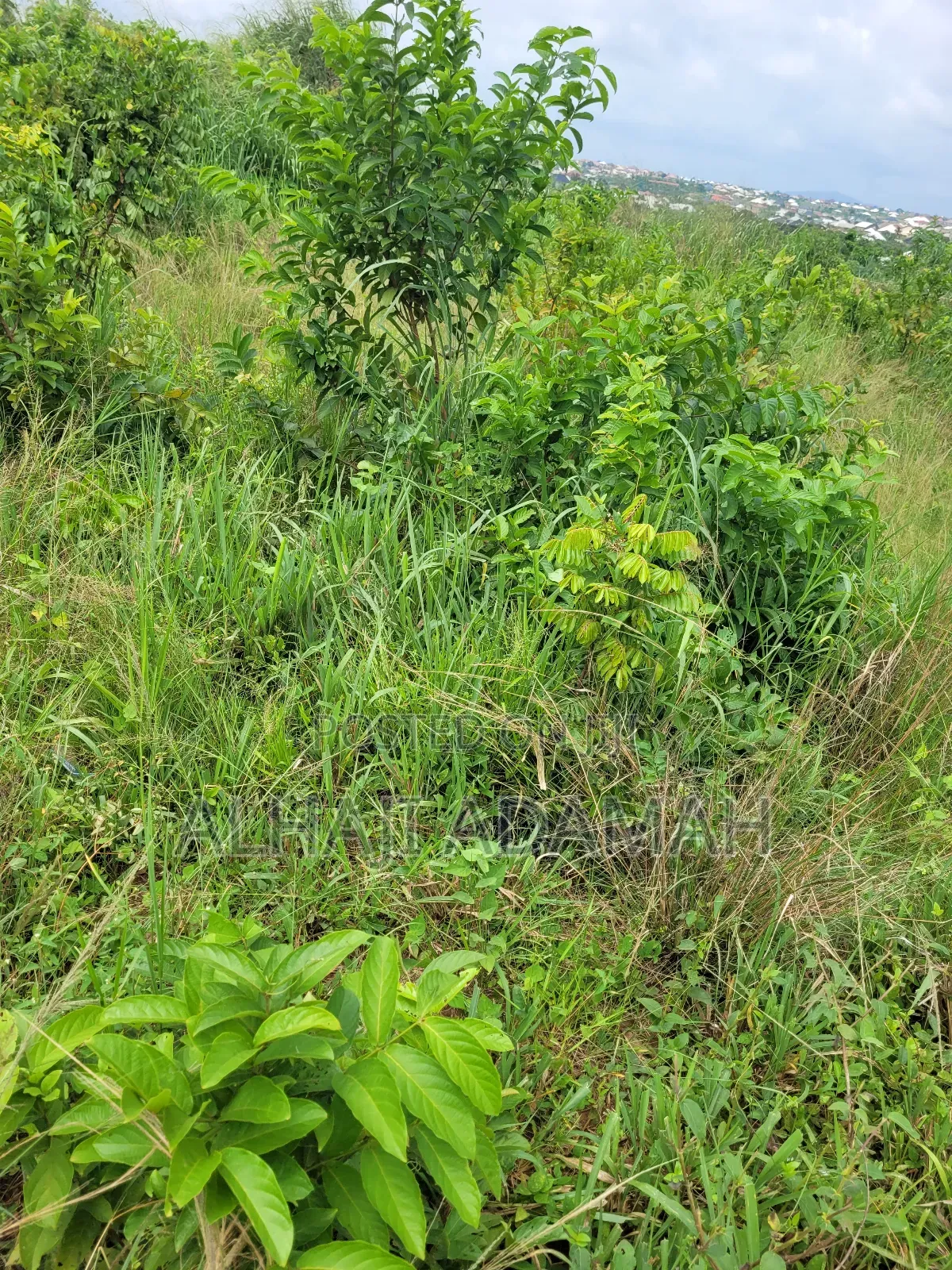 Land for Sale at Brofoyedro Ampemanim