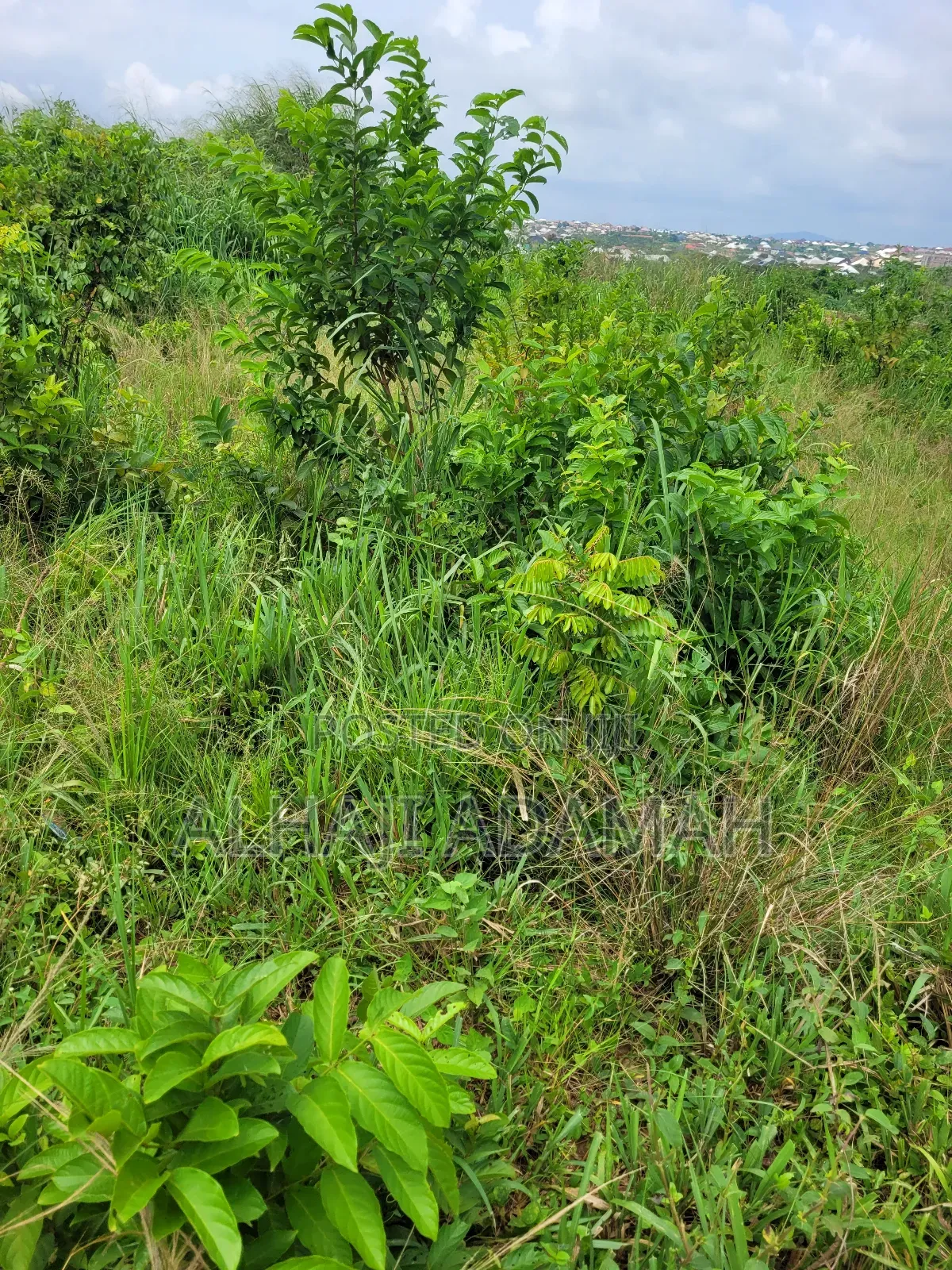 Land for Sale at Brofoyedro Ampemanim