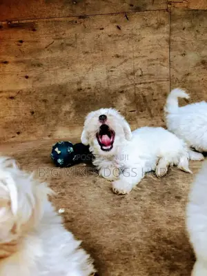 1-3 months Female Purebred Maltese