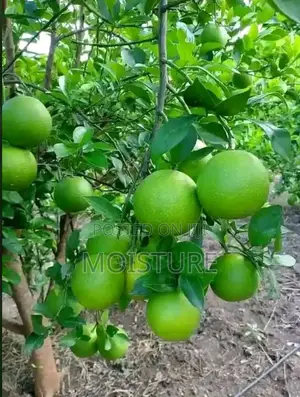 Grafted Orange Seedlings