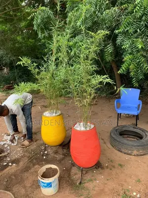 Bamboo for Sale