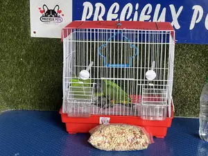 Bonus Sales on Friendly Talking Birds