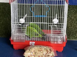 Bonus Sales on Friendly Talking Birds