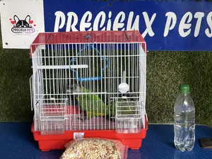 Bonus Sales on Friendly Talking Birds