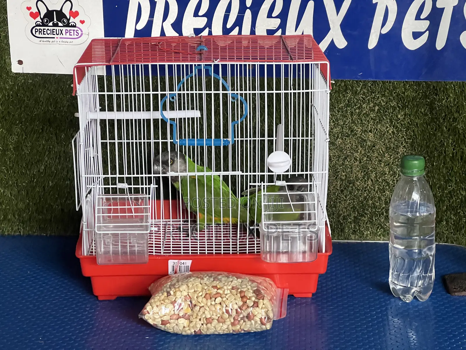 Bonus Sales on Friendly Talking Birds