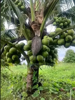 Hybrid Coconut Seedlings Yellow and Green