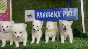 1-3 months Male Purebred American Eskimo