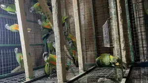July Bonus on Sénégalais Talk Birds