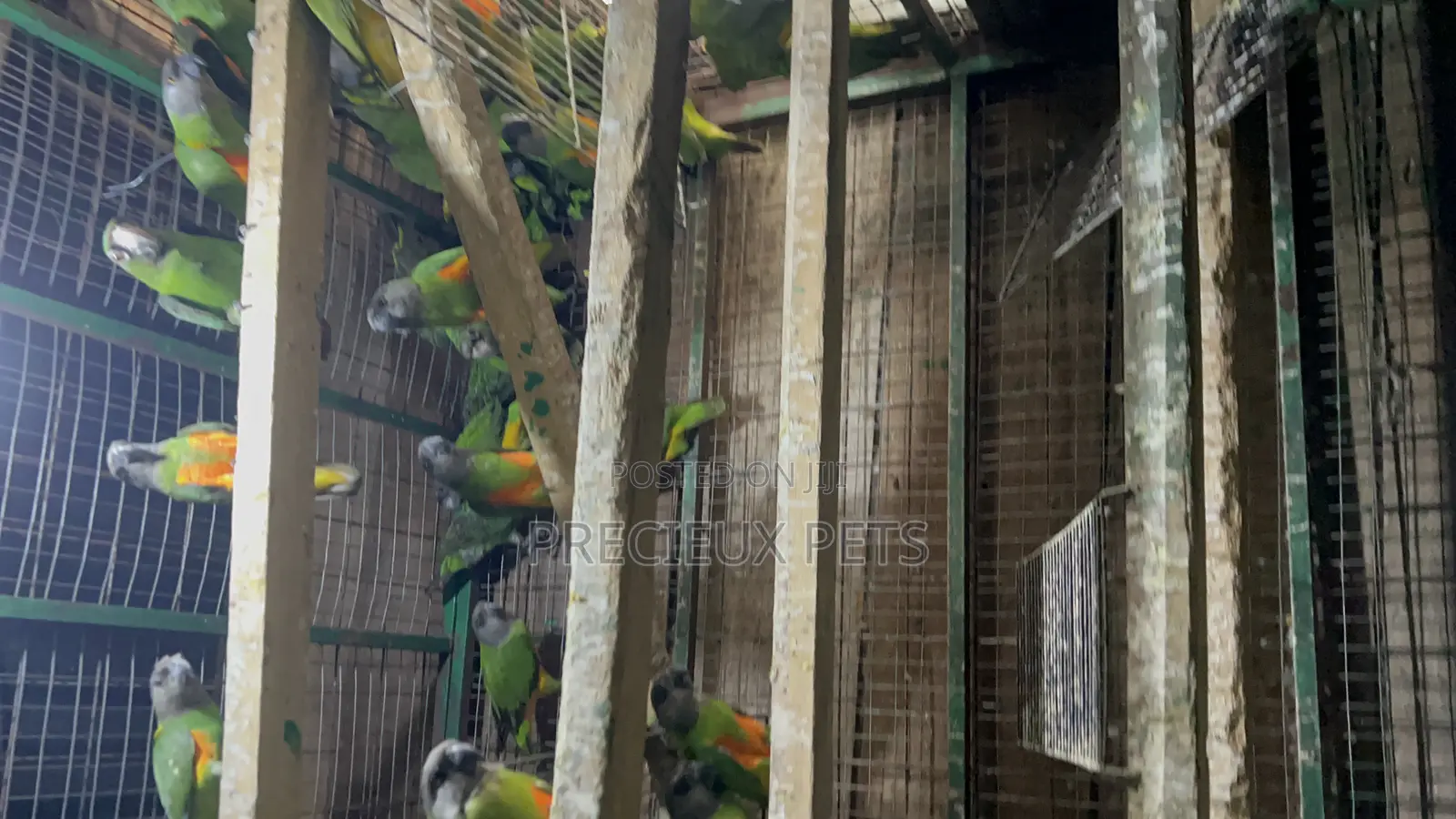 July Bonus on Sénégalais Talk Birds