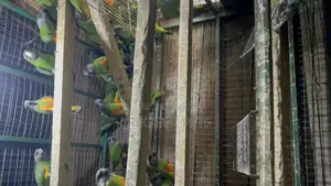 July Bonus on Sénégalais Talk Birds