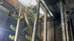 July Bonus on Sénégalais Talk Birds