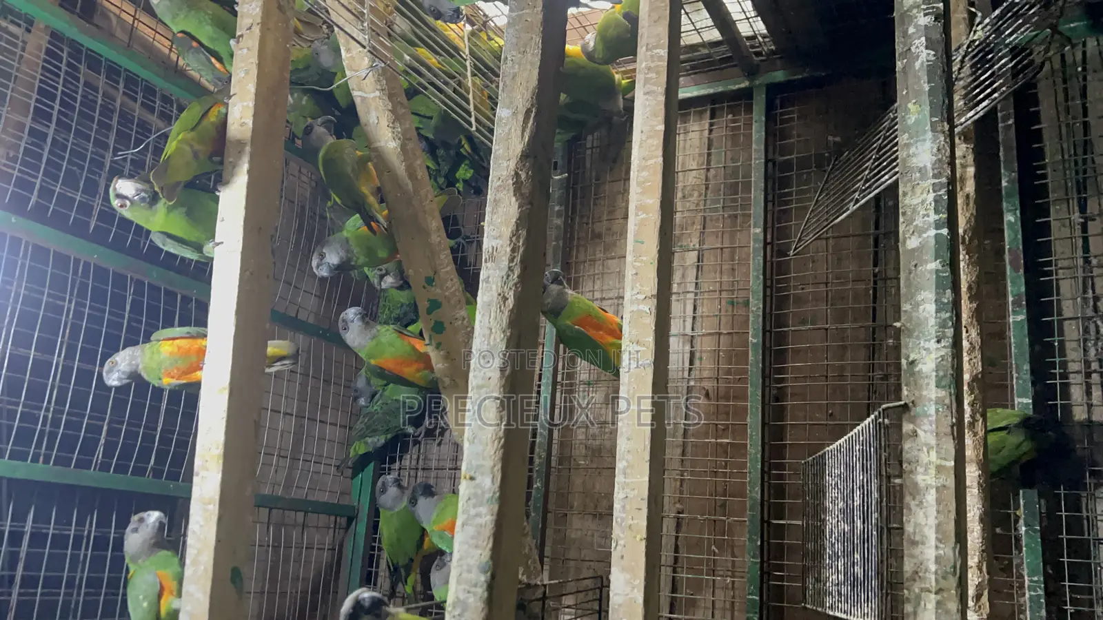 July Bonus on Sénégalais Talk Birds