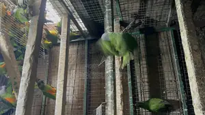 July Bonus on Sénégalais Talk Birds