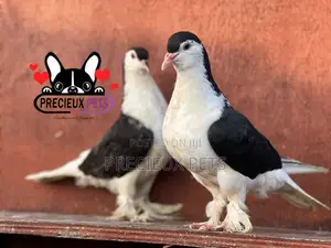 1 Pair of B/W Lahore Pigeons