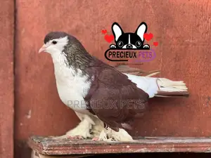 Adult Male Lahore Pigeon