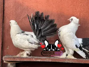 Tricolor Indian Fantail Pigeons