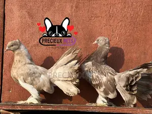 Coffee Colored Indian Fantail