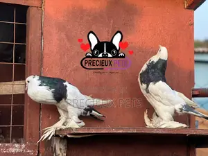 1 Pair of Pomeranian Pouter Pigeons