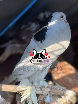 1 Adult Male Pomeranian Pouter