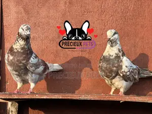 1 Pair of Parlor Roller