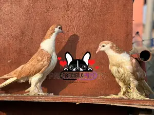 1 Pair of Lahore Pigeons 00020