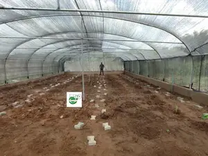 Commercial Snails Greenhouse