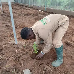 Commercial Snails Greenhouse