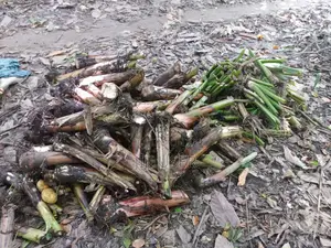 Plantain and Cocoyam Suckers Available