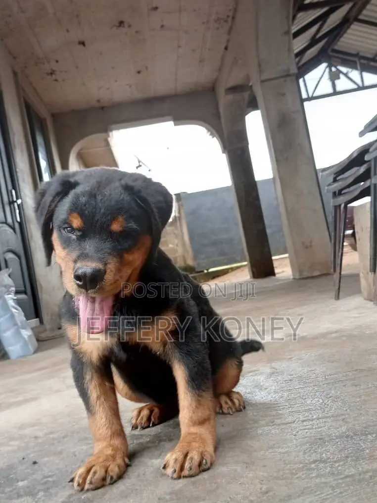 1-3 months Female Purebred Rottweiler