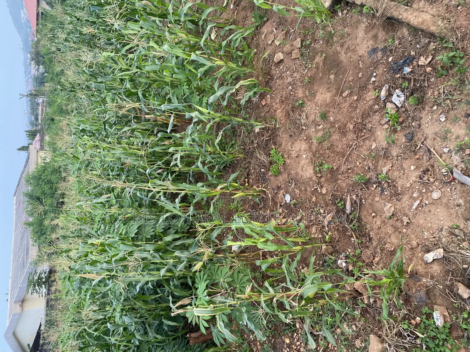 Genuine Land for Sale.