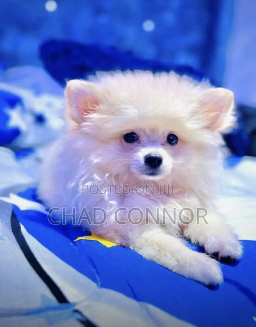 1-3 months Male Purebred Pomeranian