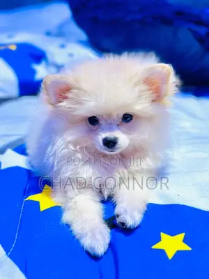 1-3 months Male Purebred Pomeranian
