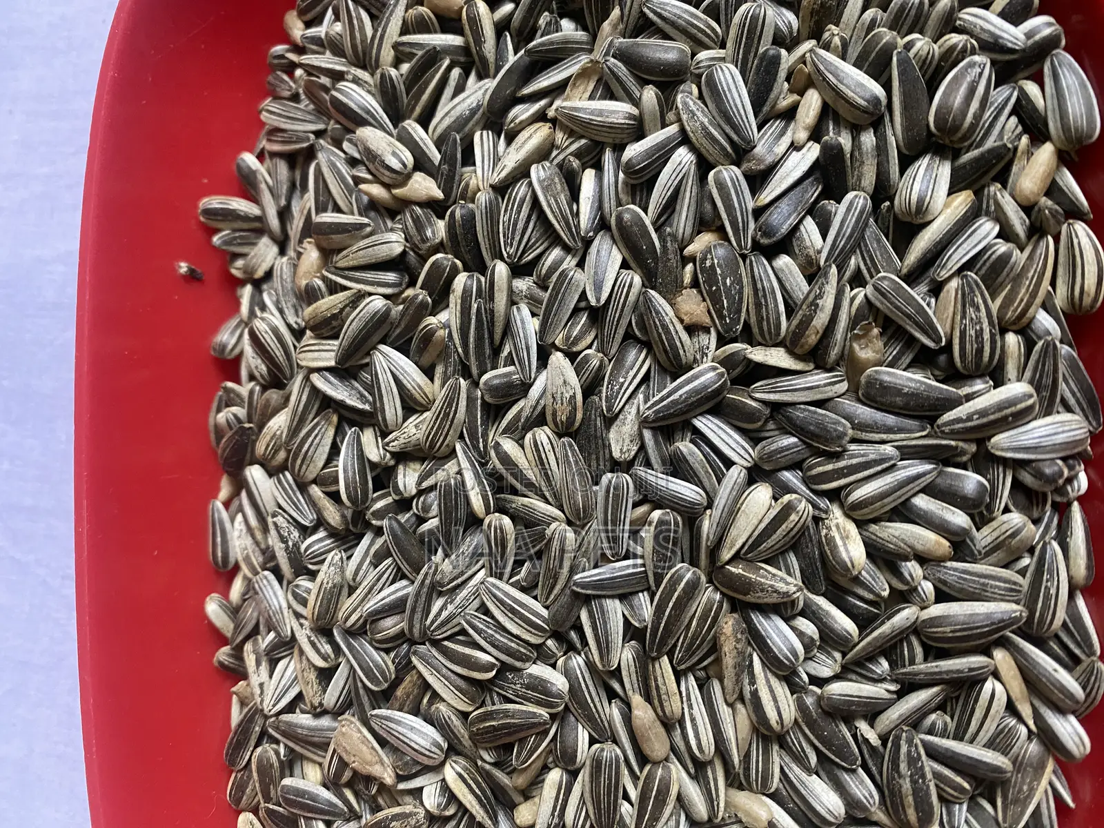 Sun Flower Seed