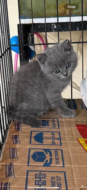 1-3 months Male Purebred British Shorthair