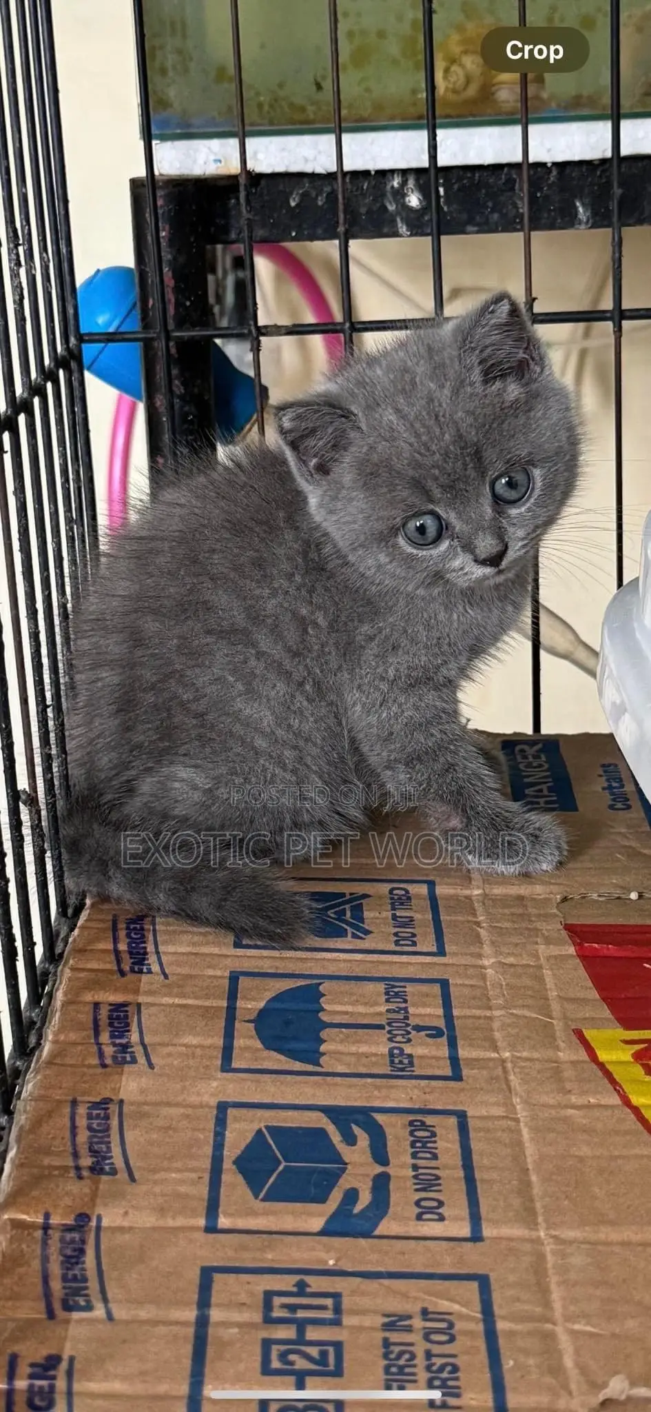 1-3 months Male Purebred British Shorthair