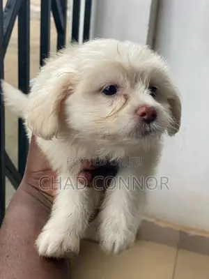 1-3 months Female Purebred Maltese