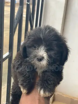 1-3 months Female Purebred Maltese
