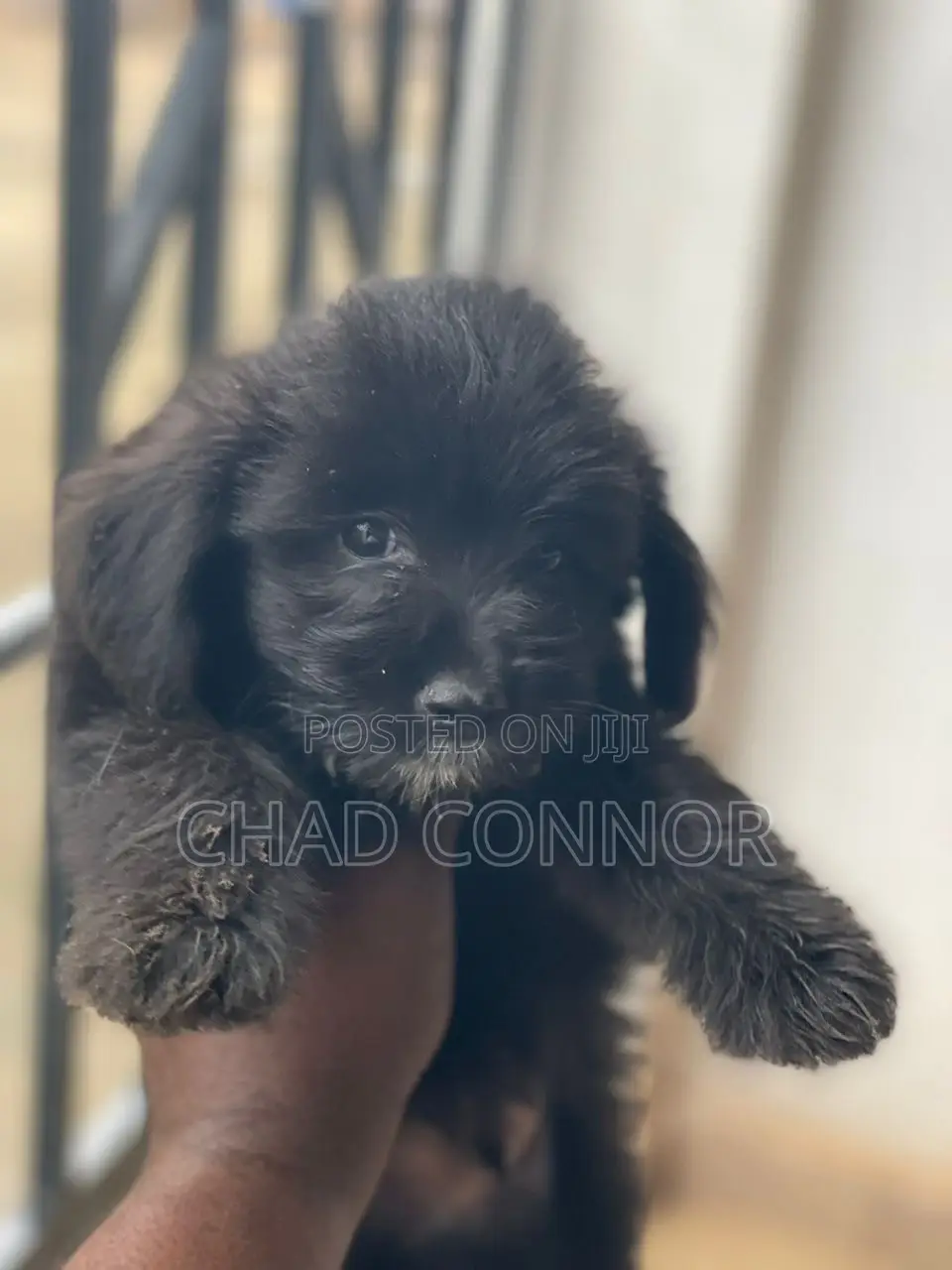 1-3 months Female Purebred Maltese