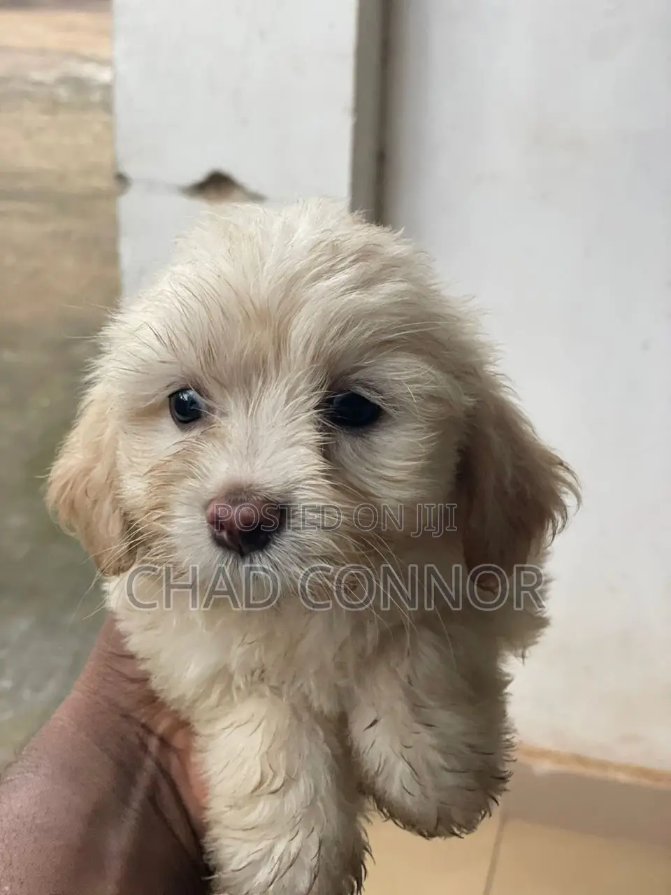 1-3 months Female Purebred Maltese